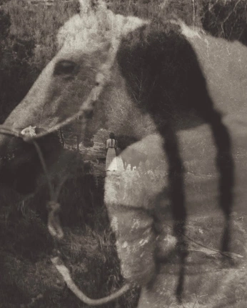 A cover of "white horse" cluster. The owner is sundropsoma. The cluster consists of 2 elements.