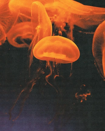 A cover of "🍑🐅🏵️" cluster. The owner is xyzlrn. The cluster consists of 2 elements.