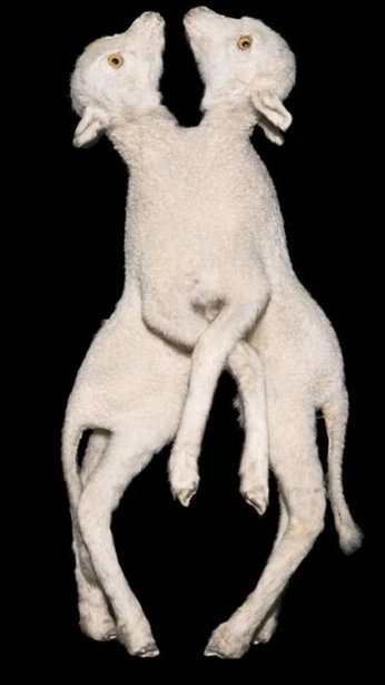 A cover of "Effie and Ernest" cluster. The owner is sugarblossom. The cluster consists of 12 elements.