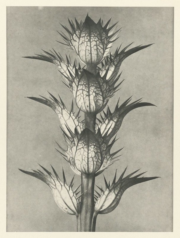 Karl Blossfeldt