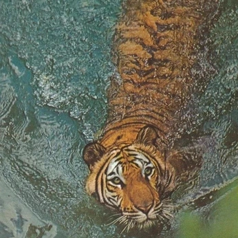 A cover of "🏞" cluster. The owner is pillowpet. The cluster description is "every new experience with you is an adventure". The cluster consists of 15 elements.