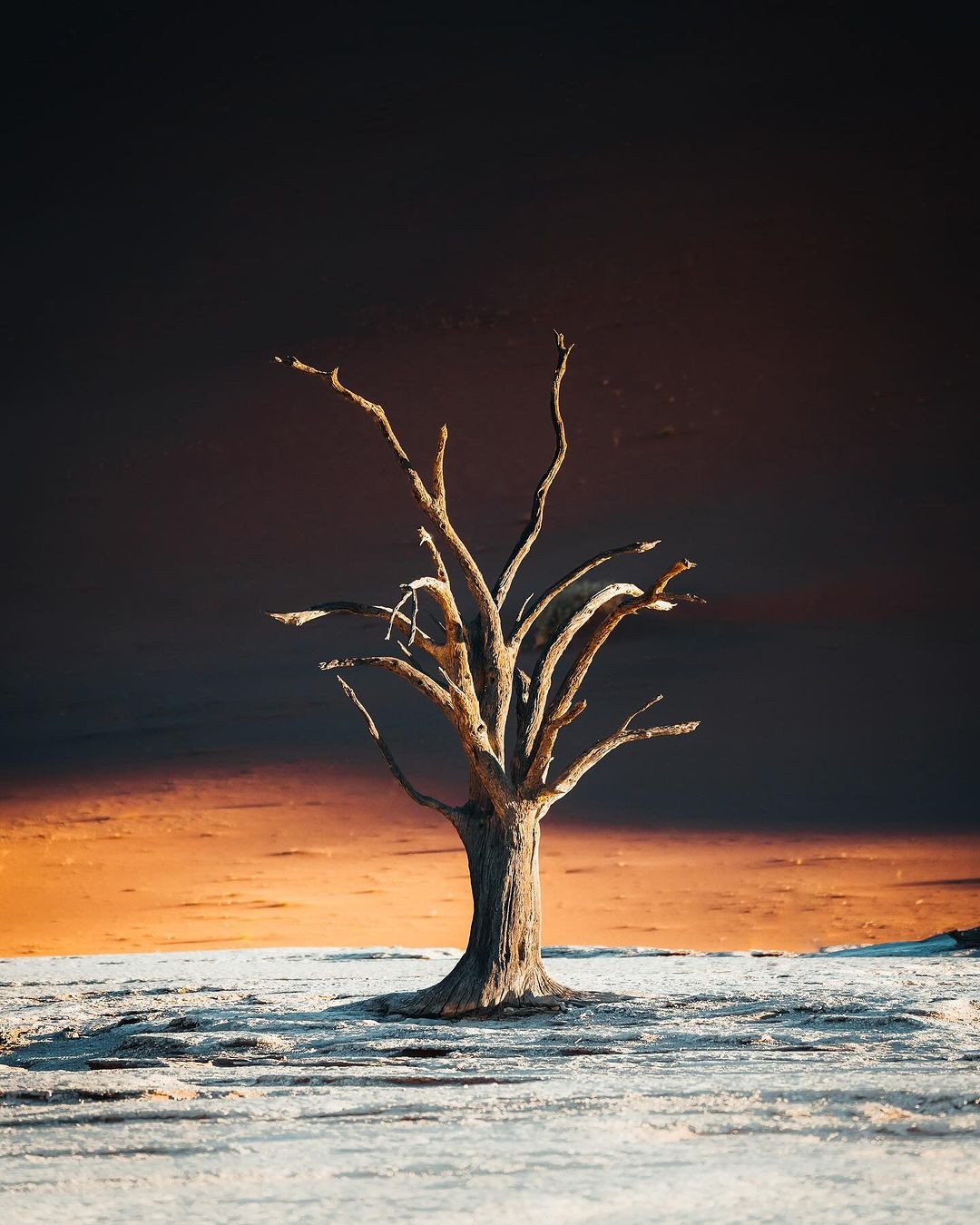dune tree