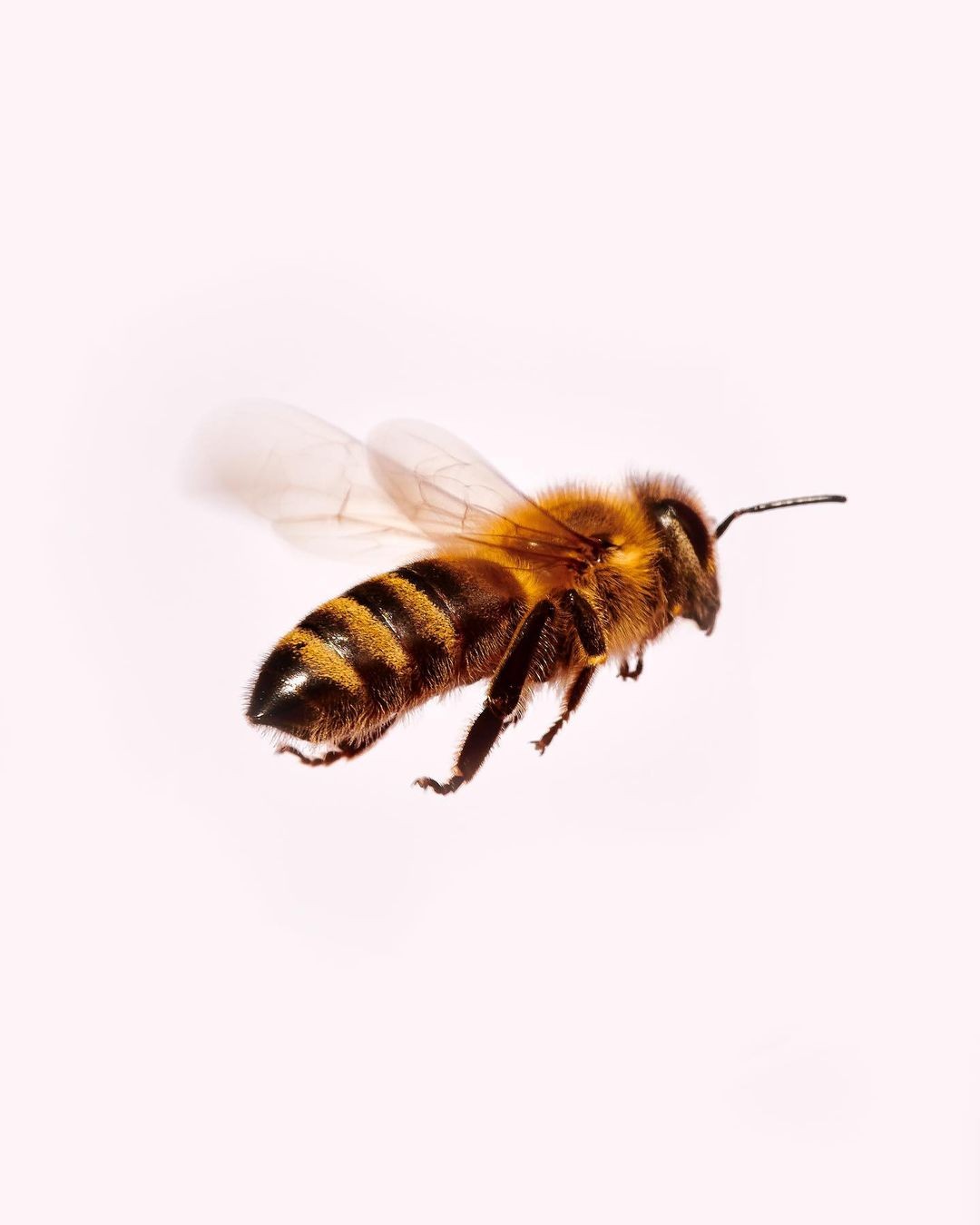Bee