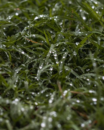 A cover of "Remembrance_" cluster. The owner is lucywestenra. The cluster consists of 20 elements.