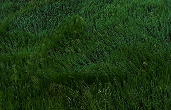 A cover of "nature" cluster. The owner is eloisez. The cluster consists of 2 elements.