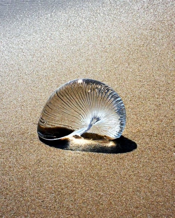 A cover of "born again" cluster. The owner is orfeo. The cluster consists of 2 elements.