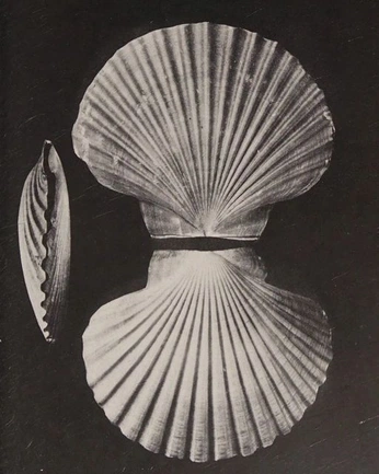 A cover of "🩶" cluster. The owner is ines.gli. The cluster consists of 5 elements.