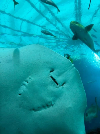 A cover of "aquariiummummum" cluster. The owner is northium. The cluster consists of 5 elements.