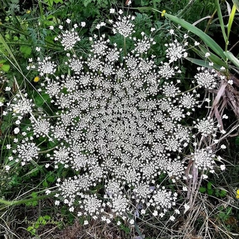 A cover of "mother" cluster. The owner is angelissa. The cluster consists of 6 elements.