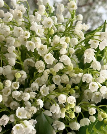 A cover of "Flowers" cluster. The owner is mayamnzs. The cluster consists of 19 elements.