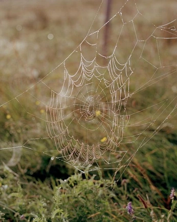 A cover of "nostalgia" cluster. The owner is charlesl. The cluster consists of 84 elements.