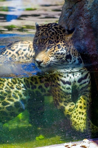 A cover of "Big Cats" cluster. The owner is kaysynx. The cluster consists of 3 elements.