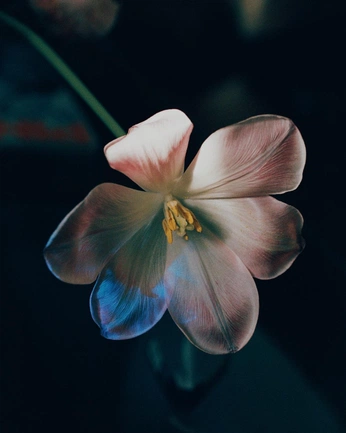 A cover of "Flower blur" cluster. The owner is thisisgrey. The cluster consists of 82 elements.