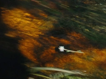 A cover of "moving images" cluster. The owner is alexiadoan. The cluster consists of 28 elements.