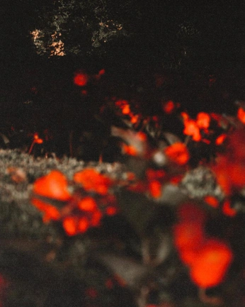 A cover of "Red flowers" cluster. The owner is martina.1234. The cluster consists of 17 elements.