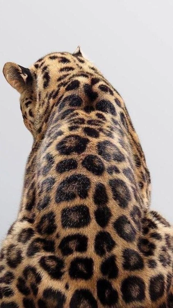 A cover of "Leopard" cluster. The owner is myyuniia. The cluster consists of 31 elements.