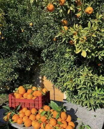 A cover of "Feeling" cluster. The owner is linamcd. The cluster consists of 38 elements.