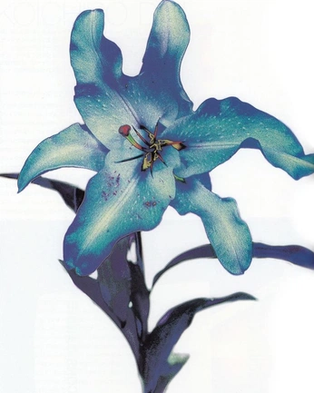 A cover of "Inspiration" cluster. The owner is onlyonestepahead. The cluster consists of 23 elements.