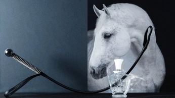 A cover of "Stallion Leather" cluster. The owner is adriruch. The cluster consists of 1 element.