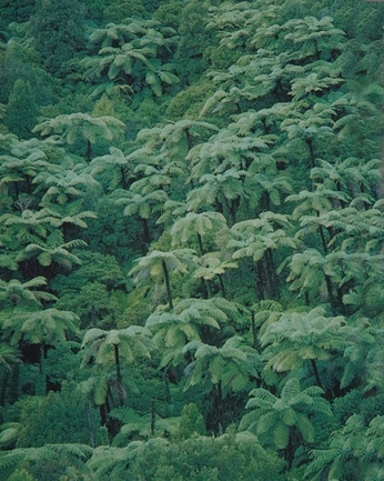 A cover of "nature" cluster. The owner is exe. The cluster consists of 1 element.