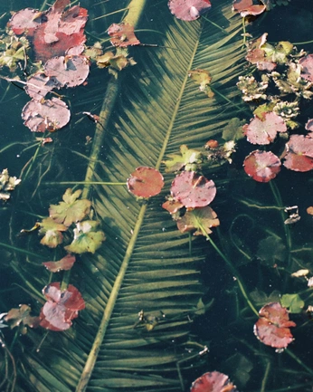 A cover of "j" cluster. The owner is neon.grey. The cluster consists of 34 elements.