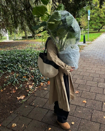 A cover of "plants" cluster. The owner is vincentvnh. The cluster consists of 3 elements.