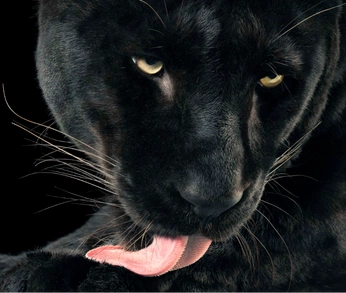 A cover of "spirit animal" cluster. The owner is blackwoman. The cluster consists of 42 elements.