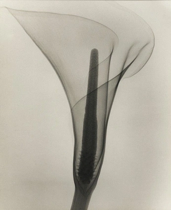 A cover of "Ėso" cluster. The owner is lucillia. The cluster consists of 35 elements.