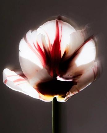 A cover of "STILL LIFE" cluster. The owner is jackbeaumont.1. The cluster consists of 30 elements.