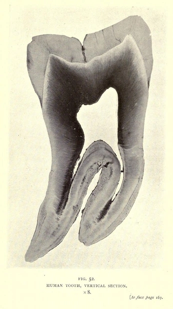 A cover of "Apparel Inspiration" cluster. The owner is trexsg. The cluster consists of 3 elements.