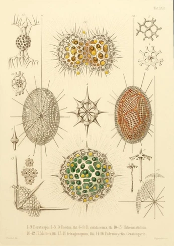 A cover of "Cool cool" cluster. The owner is rawgabbit. The cluster consists of 3 elements.