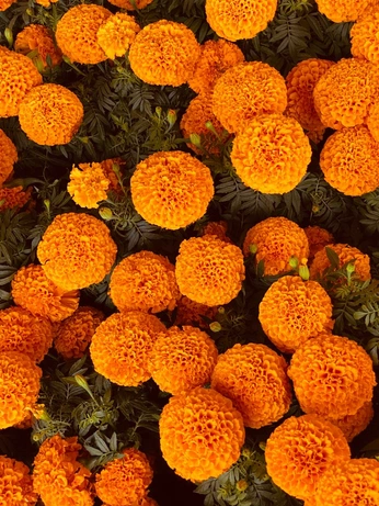 A cover of "Cem" cluster. The owner is nesifajita. The cluster consists of 9 elements.