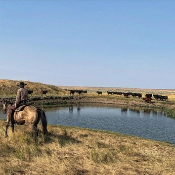 A cover of "🐎🐎" cluster. The owner is skywalker. The cluster description is "horses/landscapes/wheat". The cluster consists of 42 elements.