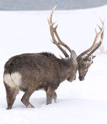 A cover of "grrlypoodle >.<" cluster. The owner is grrlypoodle. The cluster consists of 440 elements.