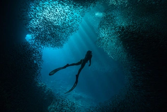 A cover of "freediving" cluster. The owner is lucymacartney. The cluster consists of 19 elements.