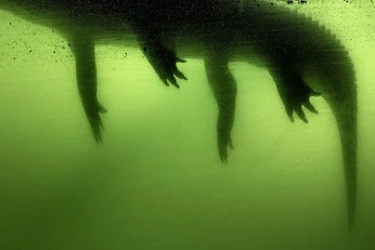 A cover of "Nature" cluster. The owner is devinthewild. The cluster consists of 43 elements.