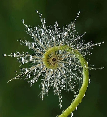 A cover of "biouniverse" cluster. The owner is akowaffle. The cluster description is "everything, everyone is connected. Nature is beautiful". The cluster consists of 15 elements.