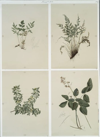 A cover of "botanicals" cluster. The owner is janaw. The cluster consists of 2 elements.