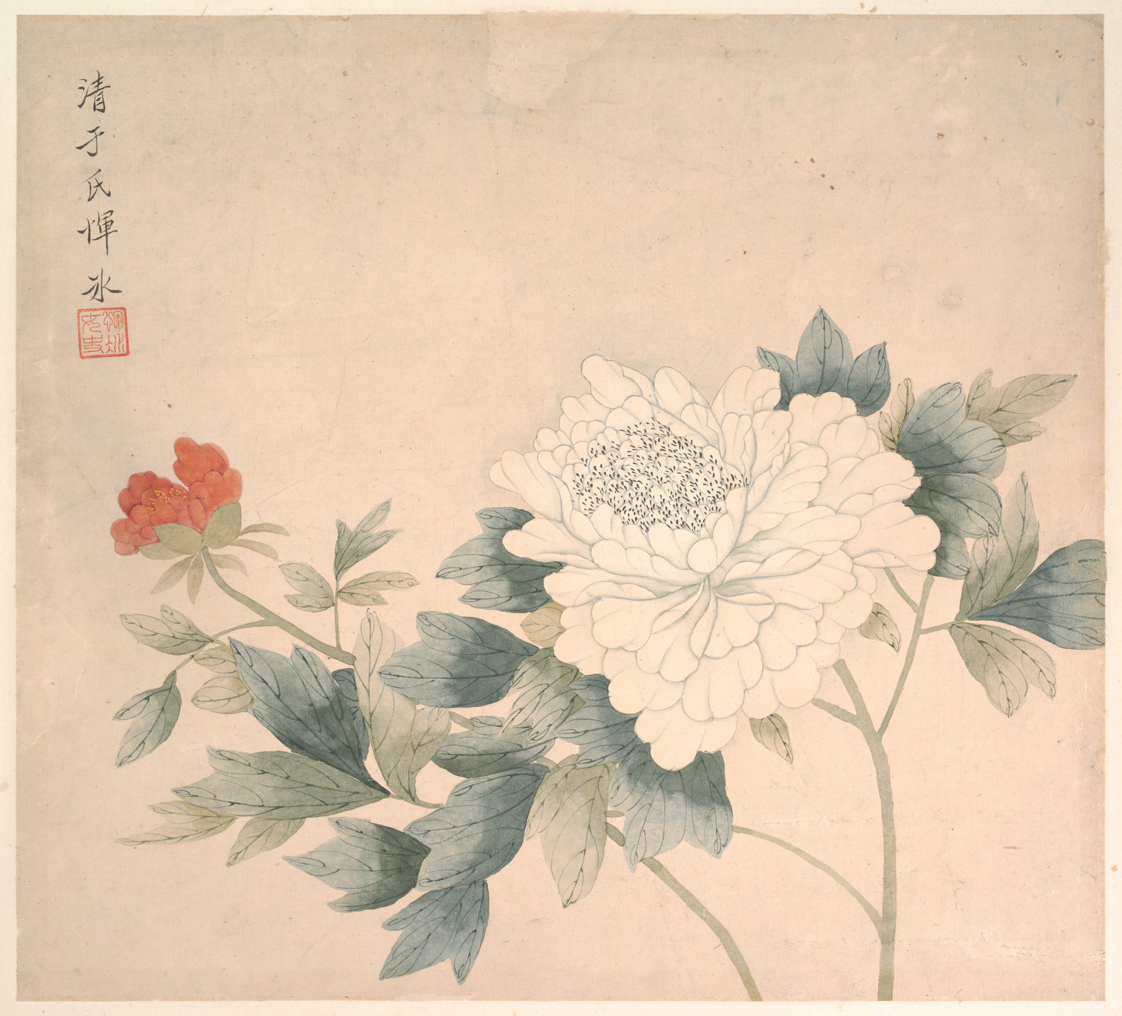An image added by cosmos on Jul 11, 2024. May present: yun bing flower study, the metropolitan museum of art, flower study, chinese painting, chinese art.