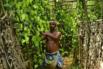 A cover of "Maheshkhali" cluster. The owner is mahmoodshabbir. The cluster consists of 122 elements.