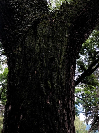 A cover of "agonico" cluster. The owner is contraproducente. The cluster consists of 16 elements.