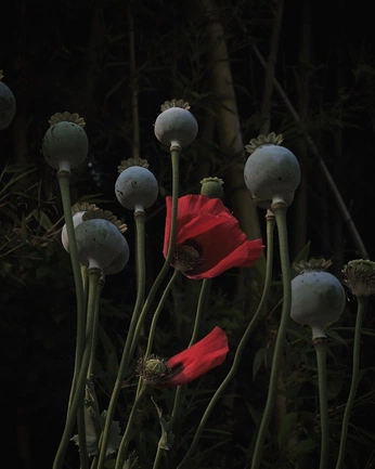 A cover of "selection" cluster. The owner is shipelev. The cluster consists of 22 elements.