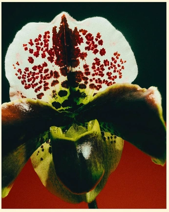 A cover of "Cherry cherry lover" cluster. The owner is gooosey. The cluster consists of 18 elements.