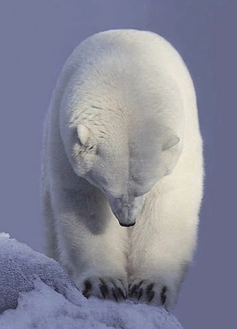 A cover of "cuties" cluster. The owner is cheapjoequet. The cluster consists of 17 elements.