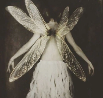 A cover of "flower" cluster. The owner is jordanbohnsack. The cluster consists of 51 elements.