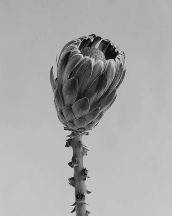 A cover of "flowers" cluster. The owner is berkov. The cluster consists of 28 elements.