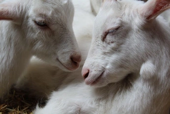 A cover of "animals" cluster. The owner is anastaciaguskova. The cluster consists of 10 elements.