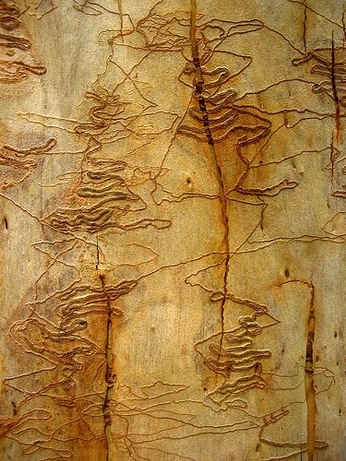 A cover of "Clothed Cacoon" cluster. The owner is her.mirror. The cluster consists of 8 elements.