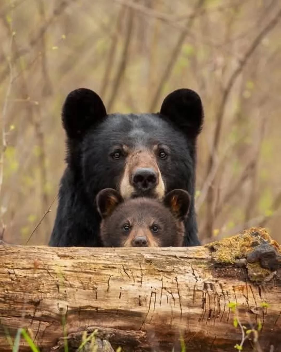 An Instagram  post added by annie on Apr 18, 2025. The author is @bear_club_usa. May present: american black bear, bears, brown bear, sloth bear, polar bear.