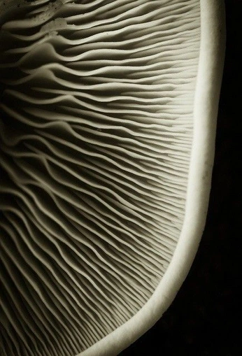 A cover of "utopia" cluster. The owner is alliciie. The cluster consists of 280 elements.